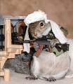Taliban squirrel.jpg