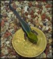 Coin lizard.jpg
