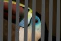 Toucan Sam behind bars.jpg
