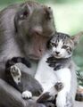 Monkey cat.jpg