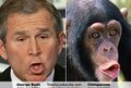 George W Bush Monkey.jpg