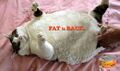 FAT-CAT2.jpg