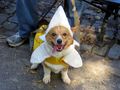 Weiner dog in banana costume 2.jpg