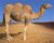 3 hump camel.jpg