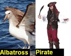 Albatross-Pirate.jpg