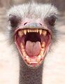 Ostrich head.jpg