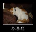 Funny-pictures-cat-is-stupid.jpg