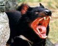 Tasmanian-devil.jpg