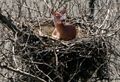 Nesting Deer 1.jpg