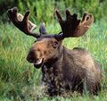 Funny moose face 001.jpg