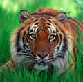 Sumatran-tiger2.jpg
