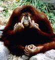 Orangutan2.jpg