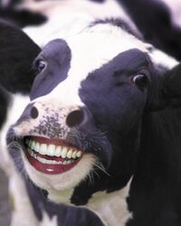 Happy Cow Large.jpg