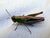 Grasshopper3.jpg