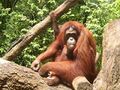 Orangutan daddy.jpg