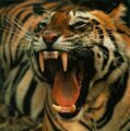 Tiger roaring head.jpg