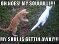 Funny-pictures-kitten-soul-escapes.jpg