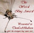 Bug award.jpg