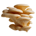 OysterMushrooms.png
