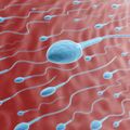 Sperms.jpg