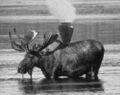 Steam powered moose.jpg