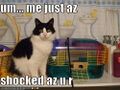 Funny-pictures-cat-is-shocked-that-hamster-is-gone.jpg