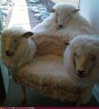 Three headed sheep chair.jpg