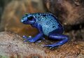 Blue poison dart frog.jpg